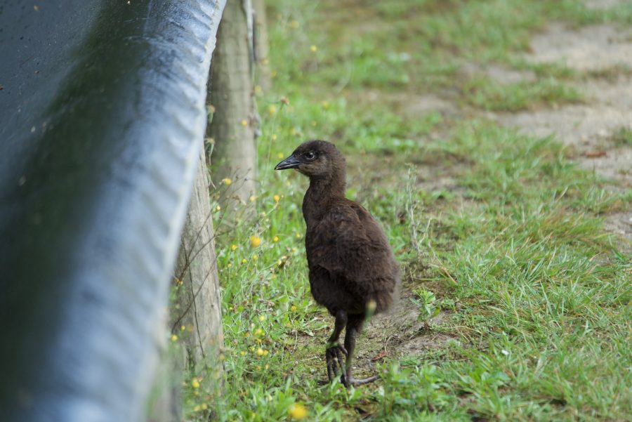 Baby Weka