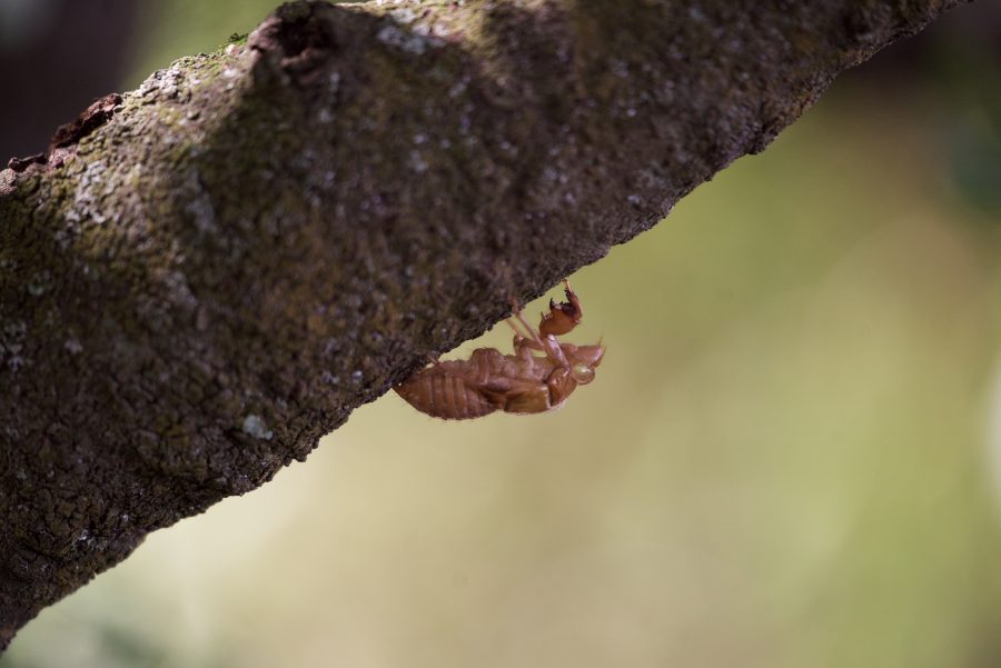 Cicada Shell
