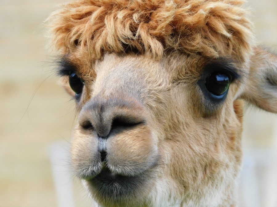 Alpaca