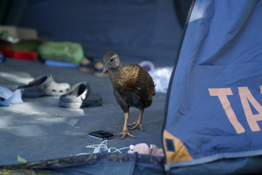 Cheeky Weka