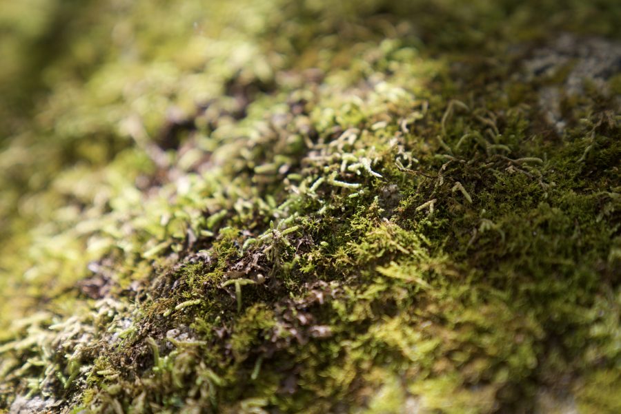 Moss on Tree