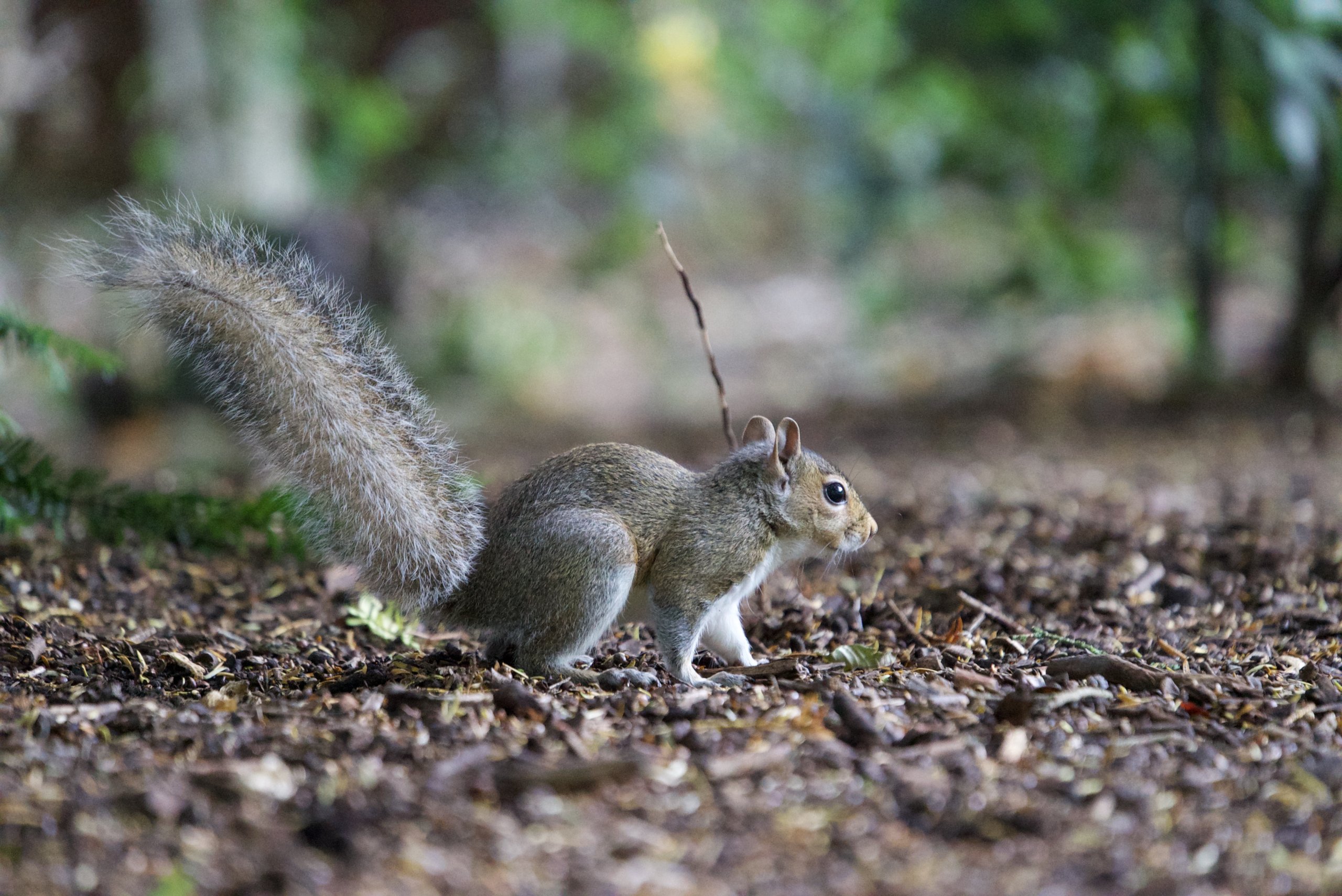Squirrel in the Woods