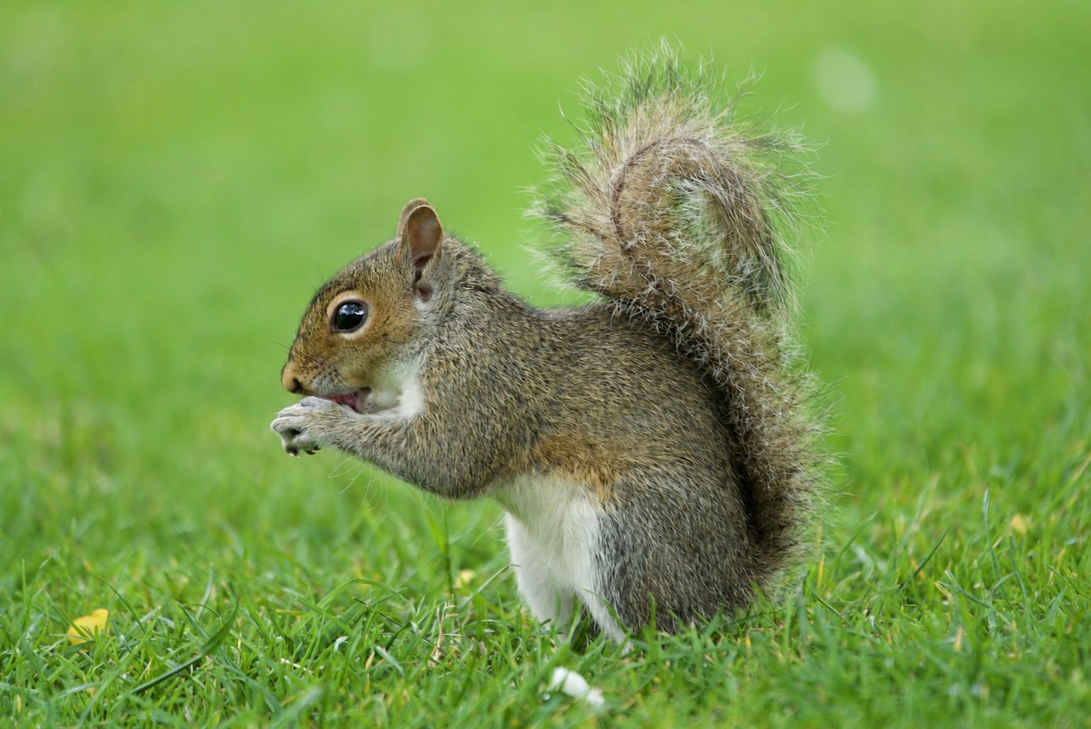 Squirrel Eating Food