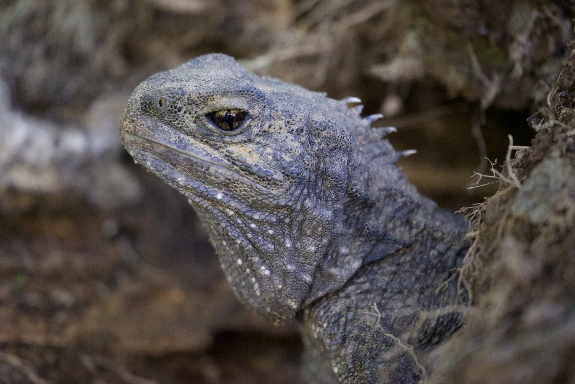 Tuatara