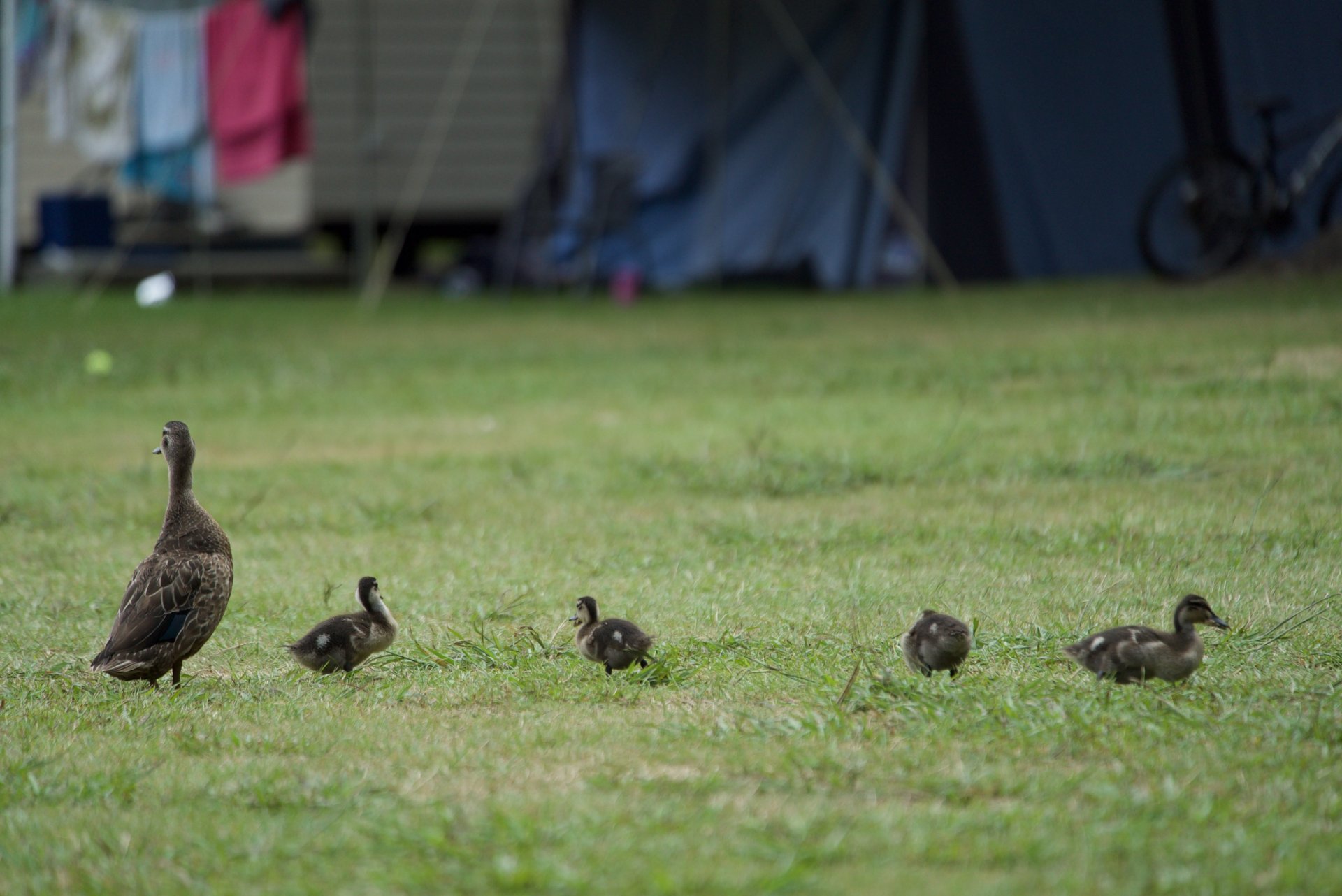 Mother and Ducklings