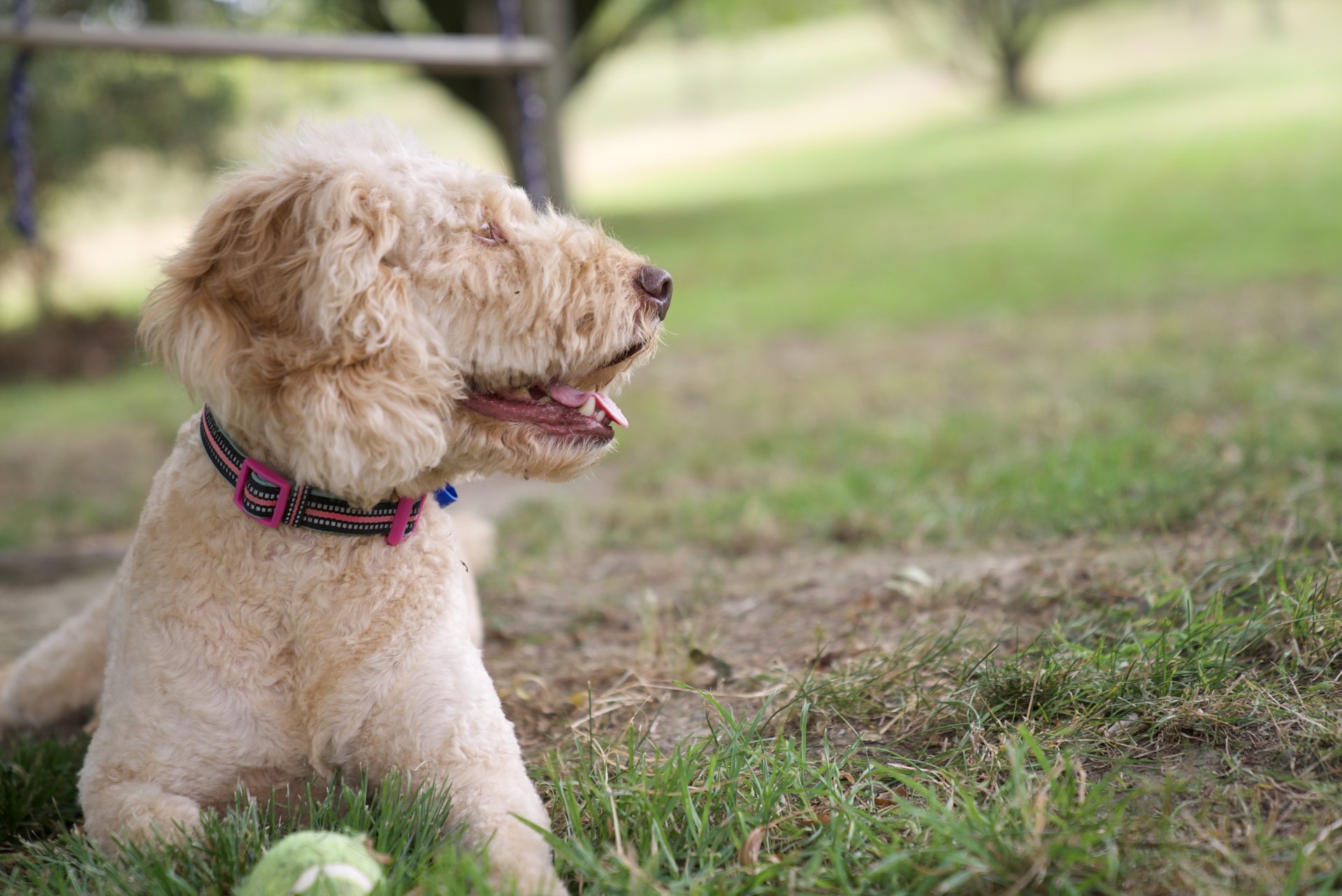 Dog
